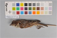 藏品(麻雀)的圖片